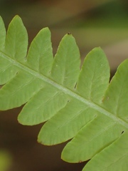 Thelypteris palustris