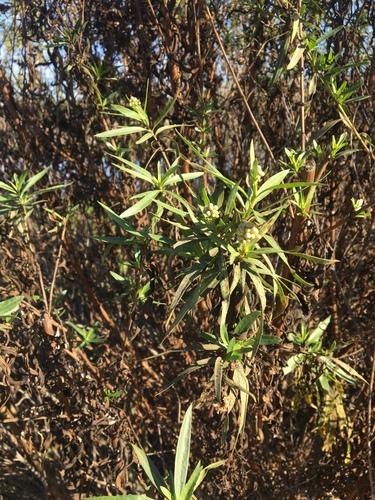 iNaturalist observation photo of mule fat