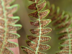 Thelypteris palustris