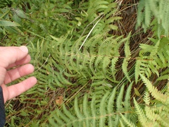 Thelypteris palustris