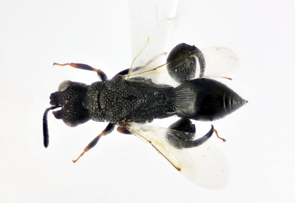 Dirhinus hesperidum