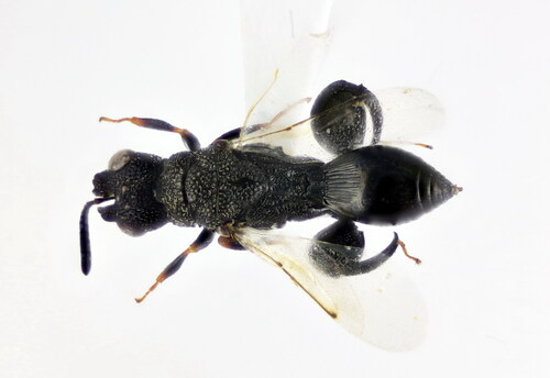 Dirhinus hesperidum