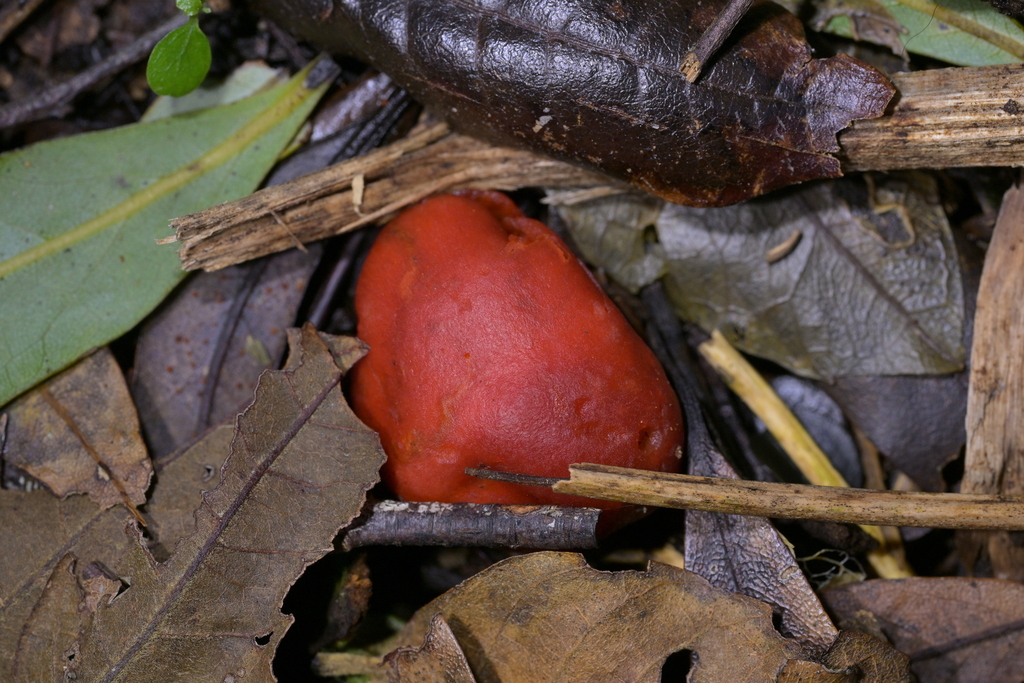 Leratiomyces erythrocephalus · July 2025 · photo: © christopherstephens (iNaturalist, cc-by)