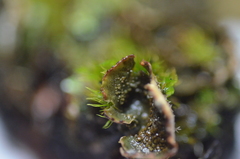 Peltigera lepidophora