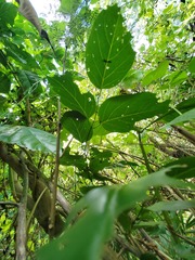 Jasminum marianum