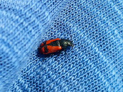 Arthrobrachus nigromaculatus