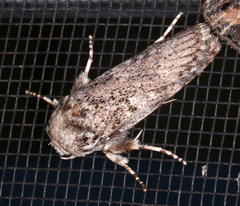 Cryptophasa irrorata