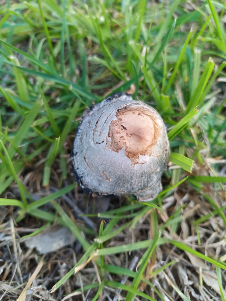 Coprinus comatus · July 2025 · photo: © evietchi (iNaturalist, cc-by-sa)