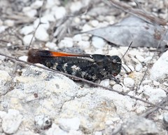 Arphia pseudonietana