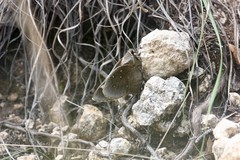 Megathymus streckeri texana