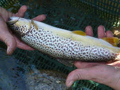 Salmo marmoratus