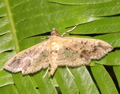 Ategumia