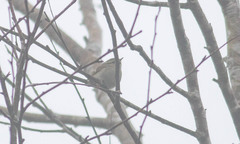 Phylloscopus humei