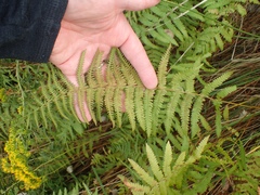 Thelypteris palustris