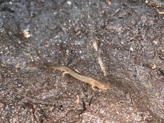 Pseudotriton ruber schencki