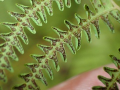 Thelypteris palustris