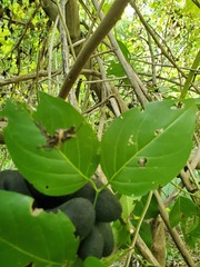 Jasminum marianum
