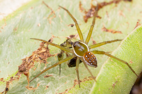 Dolomedes reuniascar