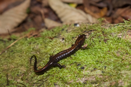 Cherokee Mountain Dusky Salamander