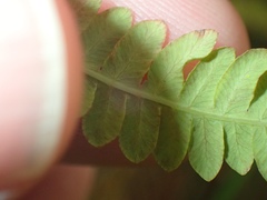 Thelypteris palustris