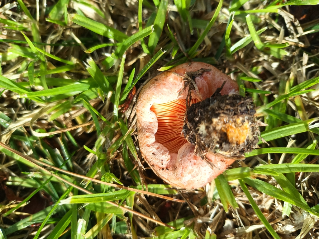 Lactarius deliciosus · July 2025 · photo: © evietchi (iNaturalist, cc-by-sa)