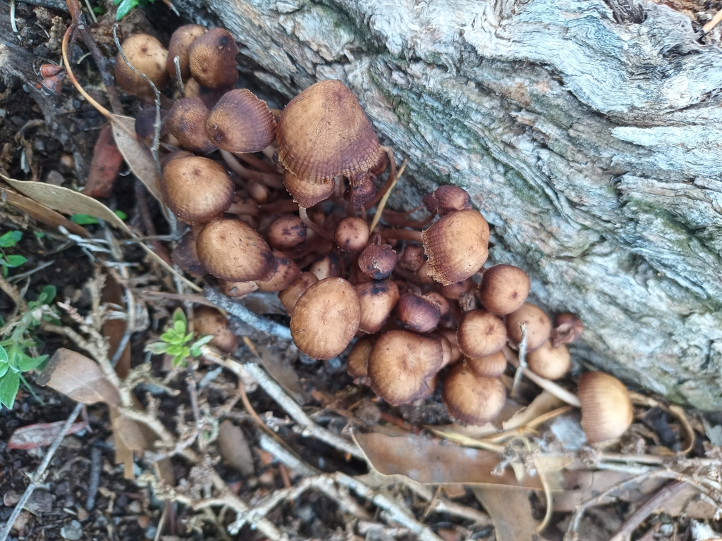 Mycena clarkeana · July 2025 · photo: © evietchi (iNaturalist, cc-by-sa)