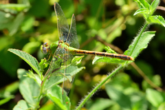 Erpetogomphus crotalinus