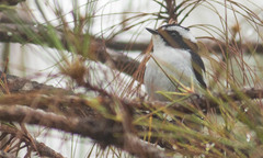 Ficedula westermanni