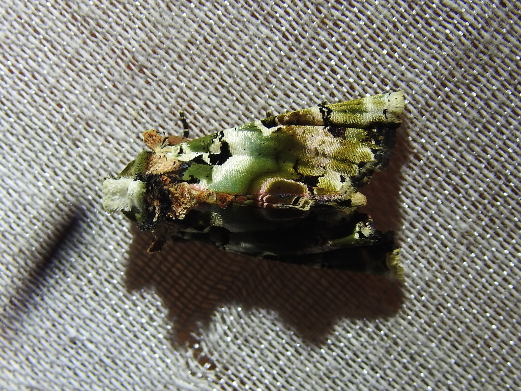 Heterochroma hypatia