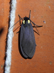 Opharus