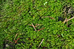 Pseudisothecium cristatum