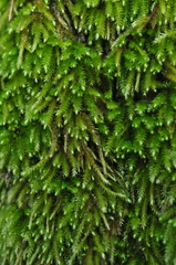 Pseudisothecium cristatum