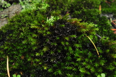 Scytinium palmatum