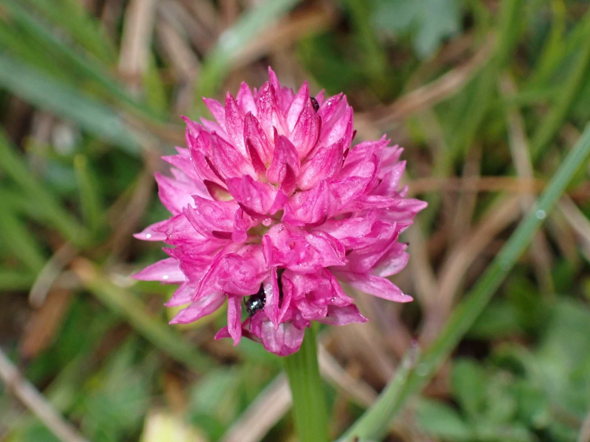Gymnadenia archiducis