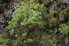 Veronica strictissima