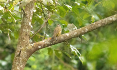 Pycnonotus flavescens