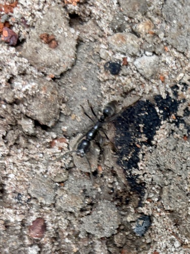Matabele Ant