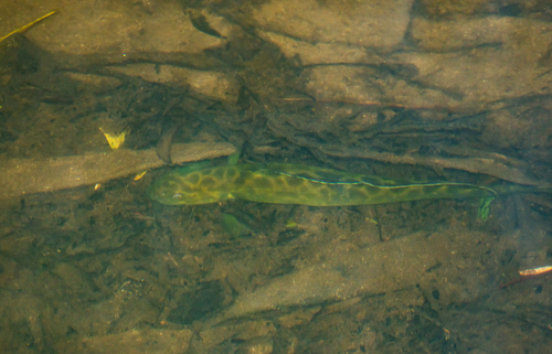Twospine blackfish (Gadopsis bispinosus) — Percichthyidae — 4