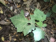 Solanum viarum