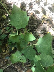 Solanum viarum