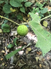 Solanum viarum
