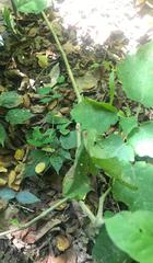 Solanum viarum