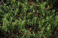 Veronica strictissima