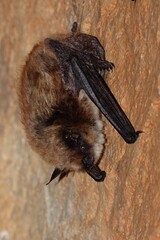 David's Myotis photo 3