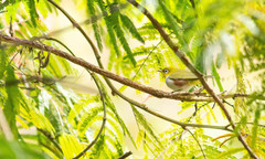 Zosterops erythropleurus