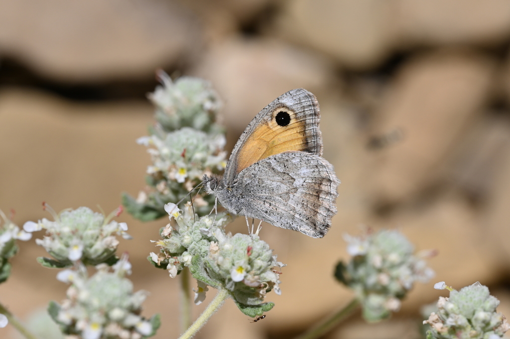 Hyponephele cadusia