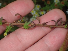 Symphyotrichum racemosum