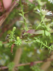 Symphyotrichum racemosum