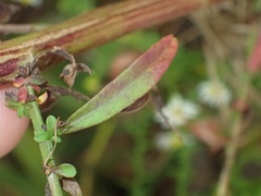 Symphyotrichum racemosum