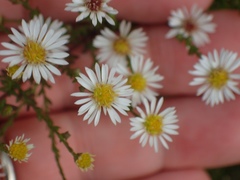 Symphyotrichum racemosum